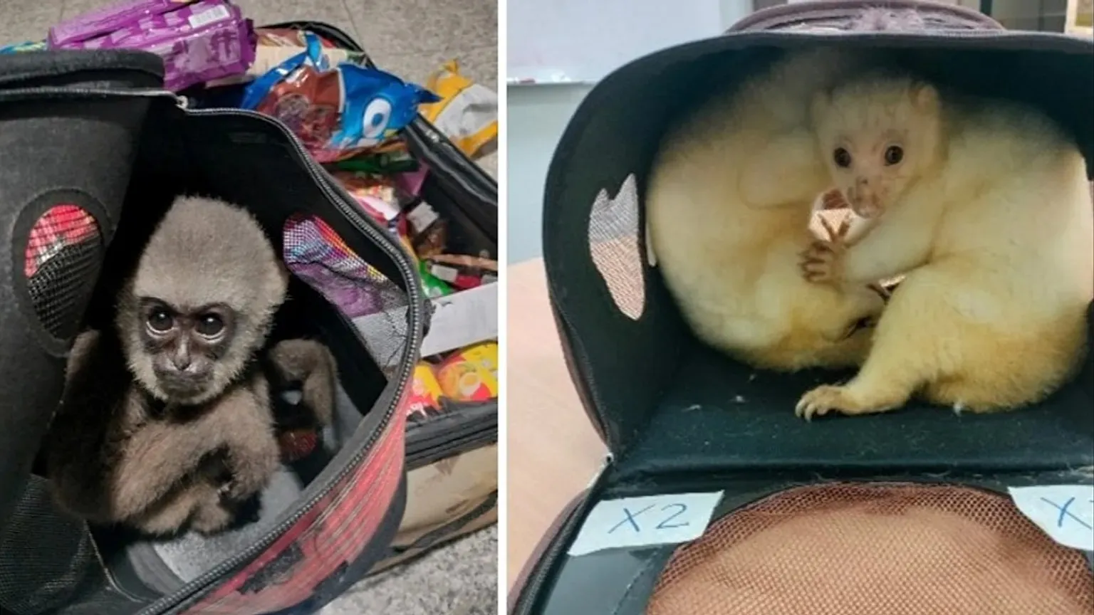 A big international Interpol operation saves almost 30,000 animals that were trafficked